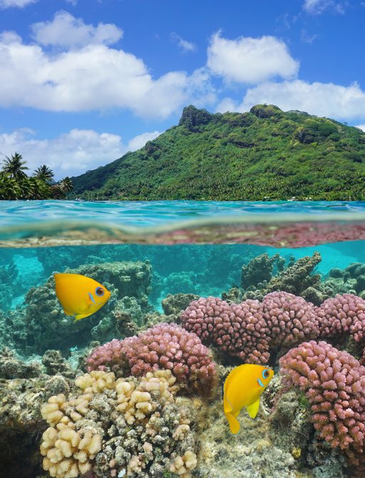 Split image above and below water surface, landscape of Huahine island with coral and tropical fish underwater, Pacific ocean, French Polynesia